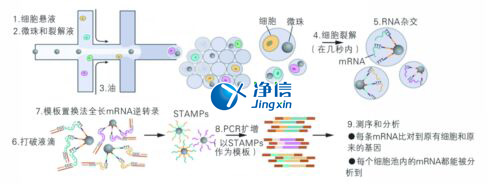 中國人自己的微流控單細胞測序儀來了！_微流控Drop-seq